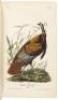 The Birds of America, from Drawings Made in the United States and Their Territories - 3