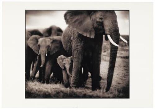 Elephant Mother and Two Babies, Serengeti, 2002