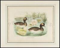 The California Grebe, (Podiceps Californicus)