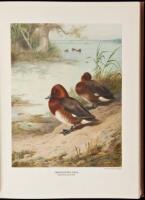 British Diving Ducks