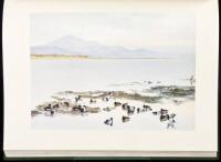 A Selection of Bird Paintings and Sketches