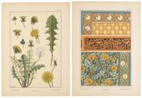 La Plante et ses Applications ornementales - Series I
