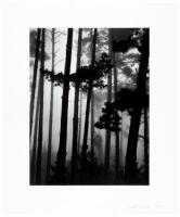 Pines in Fog