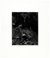 Cypress and Stone Crop, Point Lobos