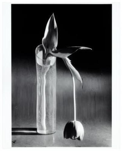 Melancholic Tulip