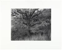 Oak Tree, Holmdel, New Jersey 1970
