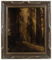 "Sunshine Thru Redwoods" - orotone on glass