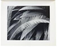 Brett Weston Photographs