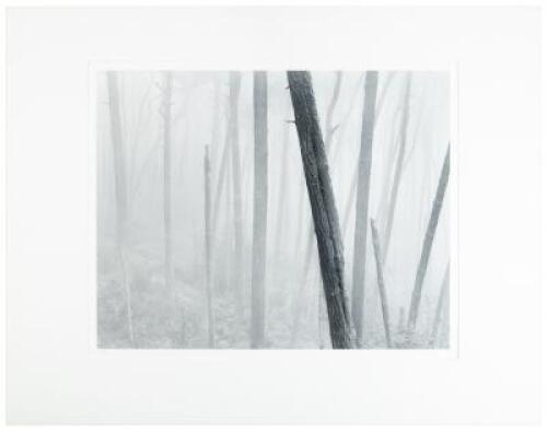 Monterey Pine Forest in Fog, Pebble Beach, California