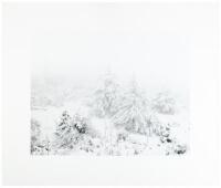 Pines in Snowstorm