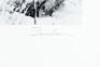 Pines in Snowstorm - 2