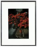 A Soldier And His Dog Under The Flame Tree, In The Dawn, In The Rain, In San Juan Del Sur, In Nicaragua, In May, In 1979, In The War