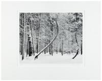 Listen to the Trees - deluxe edition with original print: Dancing Trees, Winter, Yosemite Valley, California