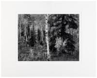 Listen to the Trees - deluxe edition with original print: Aspen and Spruce Forest, Near Snowmass, Colorado