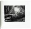 Listen to the Trees - deluxe edition with original print: Aspen and Spruce Forest, Near Snowmass, Colorado - 4