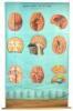 Denoyer-Geppert Anatomy Series - seven roll-down anatomy charts with original frame - 3