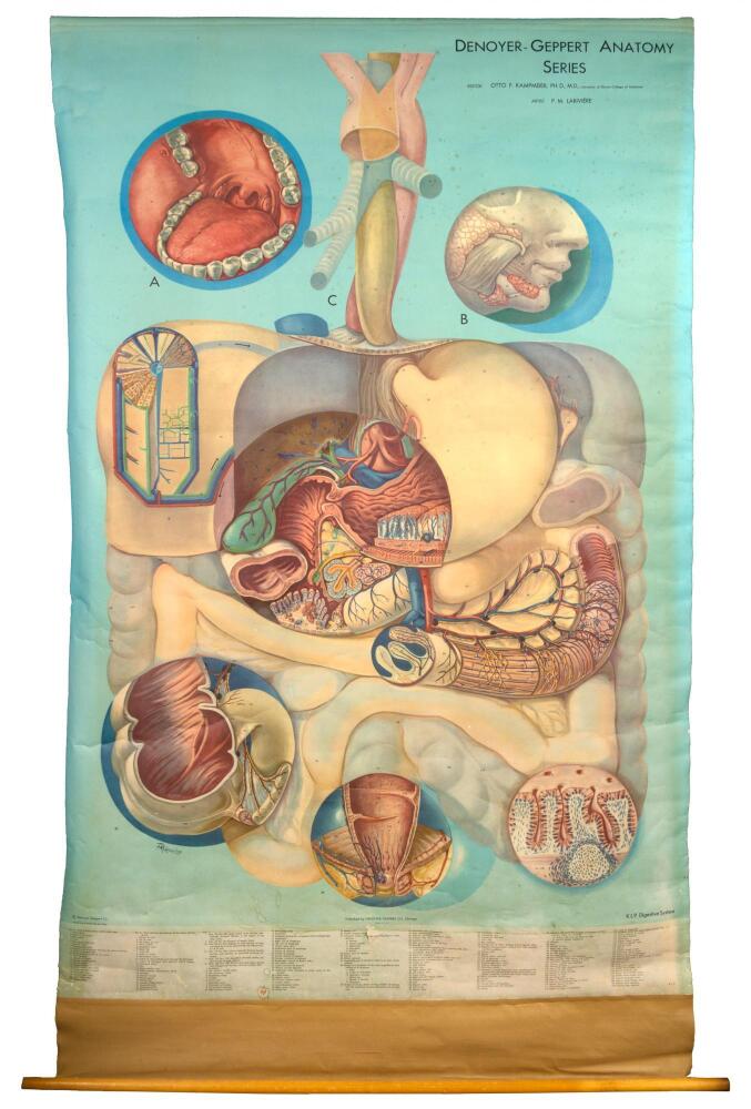 Denoyer-Geppert Anatomy Series - seven roll-down anatomy charts with ...