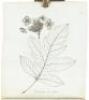 Travels through North and South Carolina, Georgia, East & West Florida, The Cherokee Country, The Extensive Territories of the Muscogulges, or Creek Confederacy, and Country of the Chactaws... - 6
