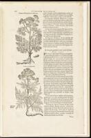 A Leaf from the 1583 Rembert Dodoens Herbal printed by Christopher Plantin