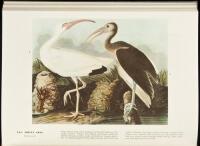 The Birds of America