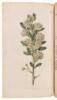 Curtis's Botanical Magazine; or Flower-Garden Displayed... Vol. XLVI - 9