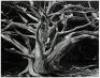 Cypress, Point Lobos, 1989 - 4