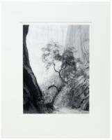 Windblown Tree, Long Canyon, Utah, 1988