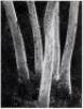 Sycamores, Lobo Canyon - 3