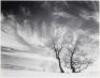 Trees and Clouds, Kelso Dunes - 4