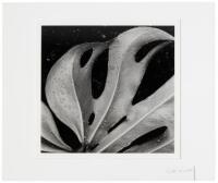 Sculptured Leaf