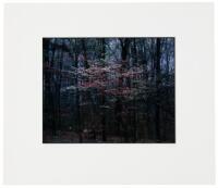 Pink & White Dogwood, Bernheim Forest, KY, 1985