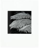 Tree Fern Detail