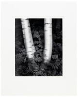 Birch Trunks, New Hampshire, 1984