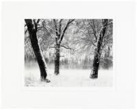 Winter Trees, Fog, Yosemite Valley, California