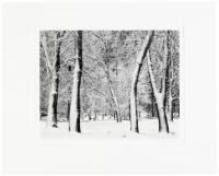 Forest with Blown Snow, Yosemite Valley, California