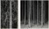 Untitled [Diptych] - 4