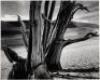 Bristlecone Pine - 3