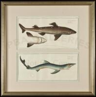 Two hand-colored copper engravings of sharks, framed together
