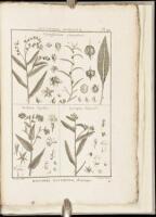 Tableau Encyclop&eacute;dique et M&eacute;thodique des Trois R&egrave;gnes de la Nature. Botanique