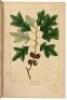 The North American Sylva; Or, A Description of the Forest Trees of the United States, Canada, and Nova Scotia... - 5