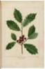 The North American Sylva; Or, A Description of the Forest Trees of the United States, Canada, and Nova Scotia... - 6