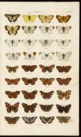 Index Entomologicus; Or, A Complete Illustrated Catalogue Consisting of 1944 Figures of the Lepidopterous Insects of Great Britain.