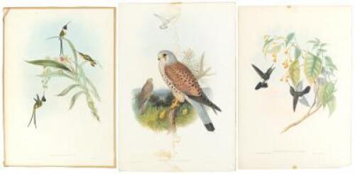 Eleven hand-colored lithographs from John Gould's ornithological works