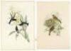 Eleven hand-colored lithographs from John Gould's ornithological works - 4