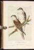 Illustrations of the Birds of California, Texas, Oregon, British and Russian America. Intended to contain Descriptions and Figures of all North American Birds... - 2