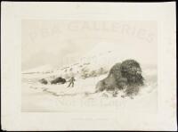 No. 17. Dying Buffalo Bull, in Snow Drift