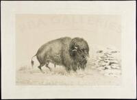 No. 16. Wounded Buffalo Bull