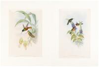 Six hand-colored lithographs from A Monograph of the Trochilidae or Family of Humming-Birds