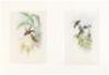 Six hand-colored lithographs from A Monograph of the Trochilidae or Family of Humming-Birds