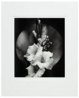 White Gladiolus, 1999